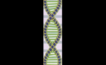 Gamboa Quilla N. Dr. Facharzt f. Allgemeinmedizin