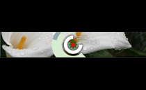 Exner-Bohnert Blumen